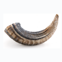 Icelandic - Dog - Lamb Horn