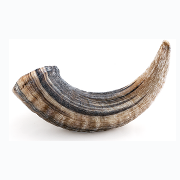 Icelandic - Dog - Lamb Horn