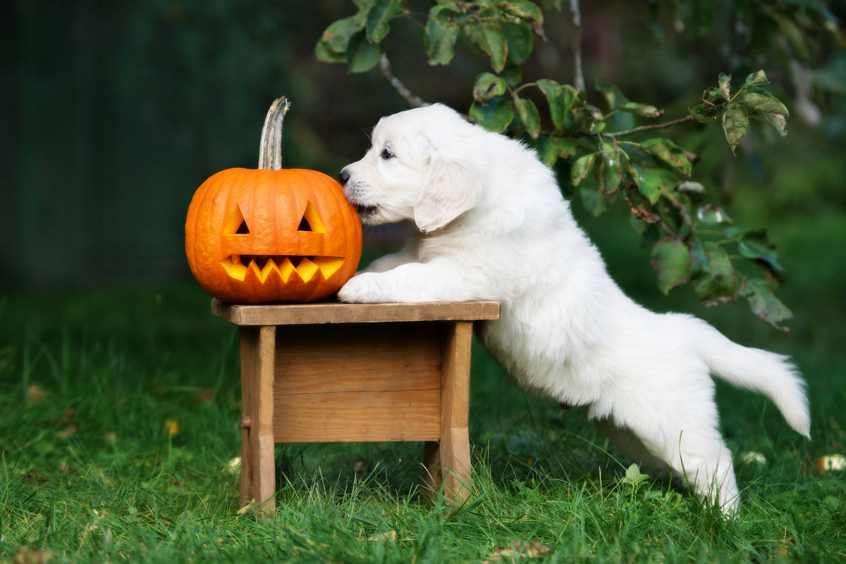 SHOP HALLOWEEN