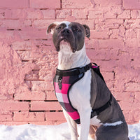 Canada Pooch - Dog - Everything Harness Water-Resistant Pink Plaid