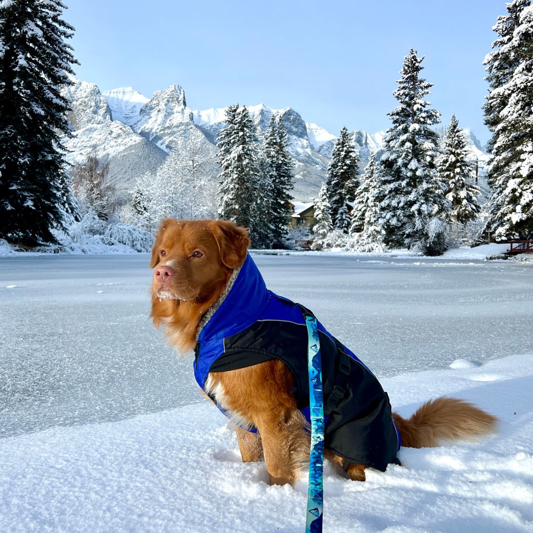 Rocky Mountain Dog - Dog - Parka Glacier Insulated Blue