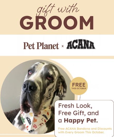 Gift With Groom (October 1 - 31)