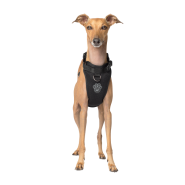 Canada Pooch - Dog - Everything Harness Mesh Black