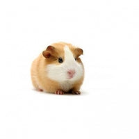 Seed to Sky - Small Animal - Guinea Pig Pellets
