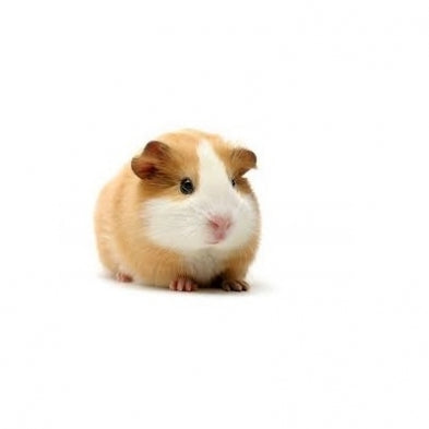 Seed to Sky - Small Animal - Guinea Pig Pellets
