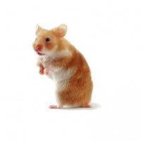 Seed to Sky - Small Animal - Premium Hamster