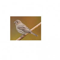 Seed to Sky - Small Animal - Premium Finch