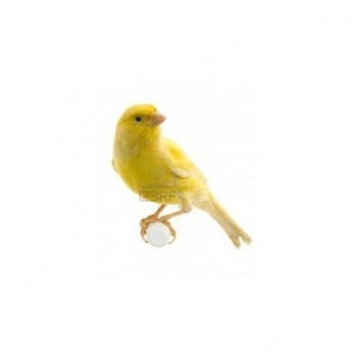 Seed to Sky - Small Animal - Premium Canary