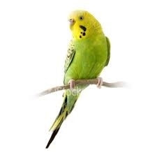 Seed to Sky - Small Animal - Basic Budgie Domestic Bird Seed