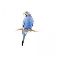 Seed to Sky - Small Animal - Premium Budgie