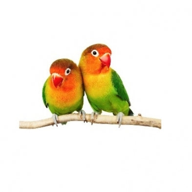 Seed to Sky - Small Animal - Lovebird Mix