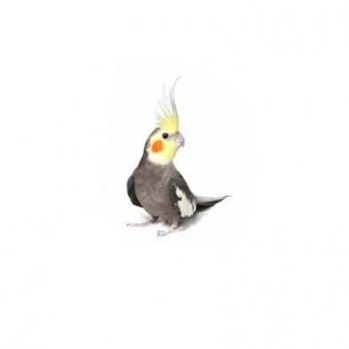 Seed to Sky - Small Animal - Prem Cockatiel No Sun