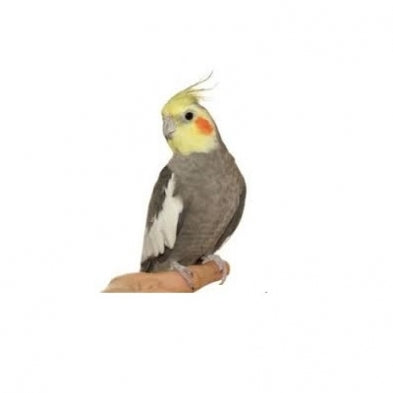 Seed to Sky - Small Animal - Prem Cockatiel with Sun
