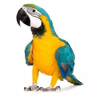 Seed to Sky - Small Animal - Premium Parrot with Sun