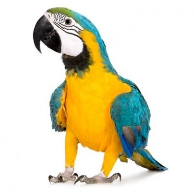 Seed to Sky - Small Animal - Premium Parrot with Sun