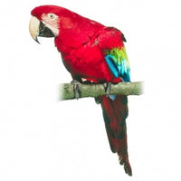 Seed to Sky - Small Animal - Premium Parrot No Sun