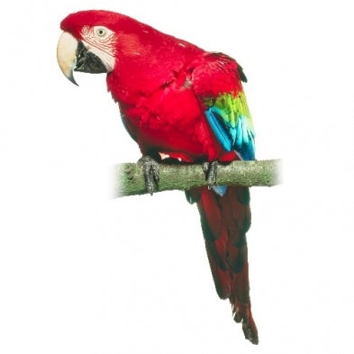 Seed to Sky - Small Animal - Premium Parrot No Sun
