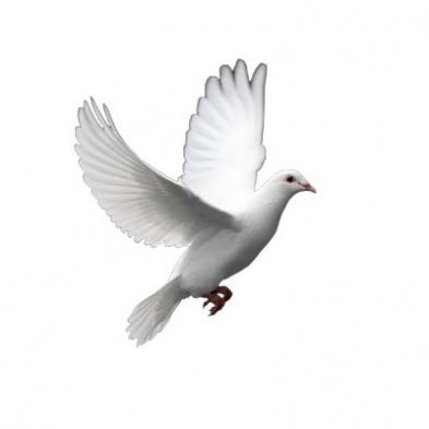 Seed to Sky - Small Animal - Dove Mix