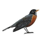 Seed to Sky - Small Animal - Wildbird Blend