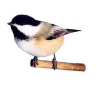 Seed to Sky - Small Animal - Backyard Blend Wildbird Seed