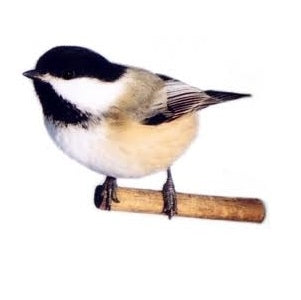 Seed to Sky - Small Animal - Backyard Blend Wildbird Seed