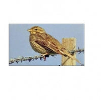Seed to Sky - Small Animal - Economy Wild Bird Blend