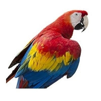 Seed to Sky - Small Animal - Fantastic Parrot Mix