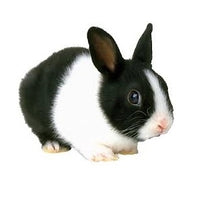 Seed to Sky - Small Animal - Rabbit Pellets