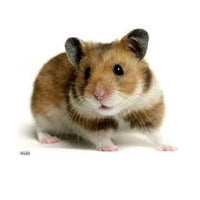 Seed to Sky - Small Animal - Gourmet Hamster