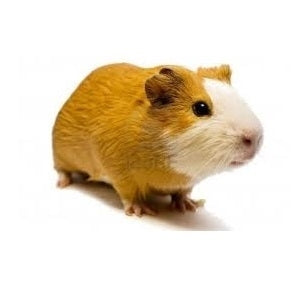 Seed to Sky - Small Animal - Gourmet Guinea Pig Blend