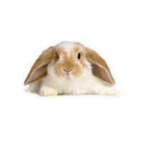 Seed to Sky - Small Animal - Gourmet Rabbit Blend