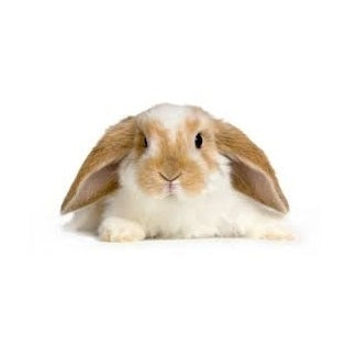 Seed to Sky - Small Animal - Gourmet Rabbit Blend