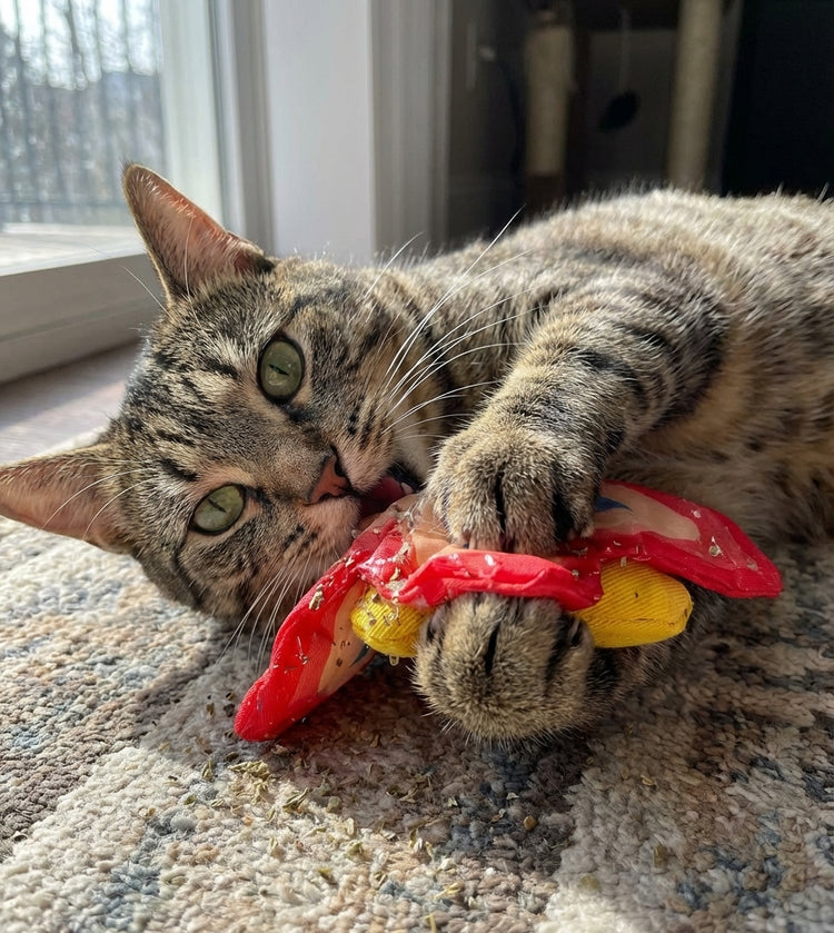 Yeowww! - Cat - Catnip Butterfly Purple