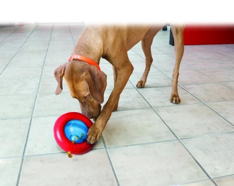 KONG - Dog - Gyro