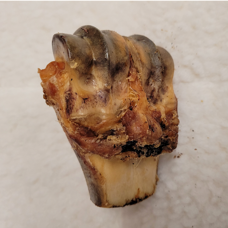 Daves Bones - Beef Knuckle Bone