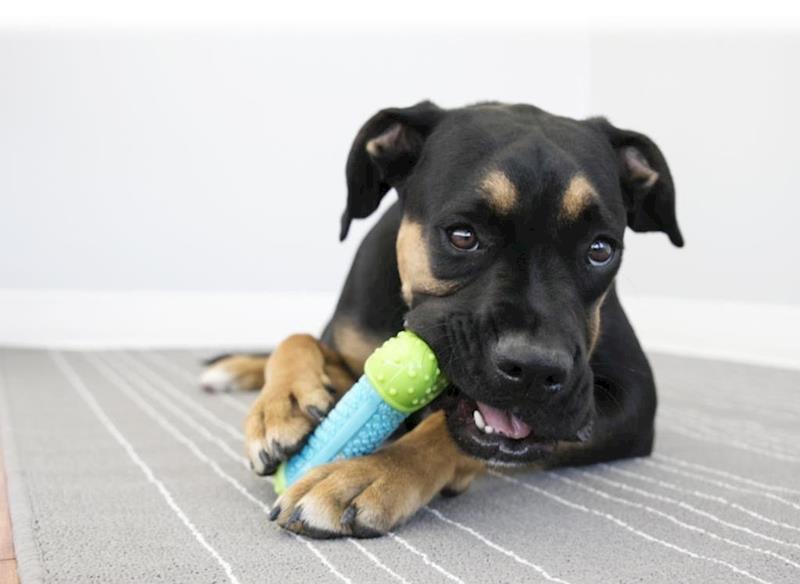 KONG - Dog - Corestrength Bow Tie