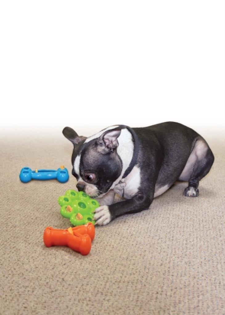 KONG - Dog Quest Wishbone Assorted