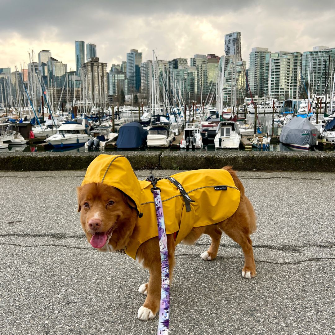 Rocky Mountain Dog - Dog - Rain Jacket Yellow