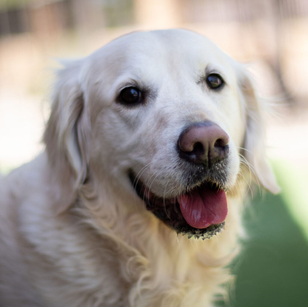 Kena, Laura Leah's golden retriever outside in Arizona.