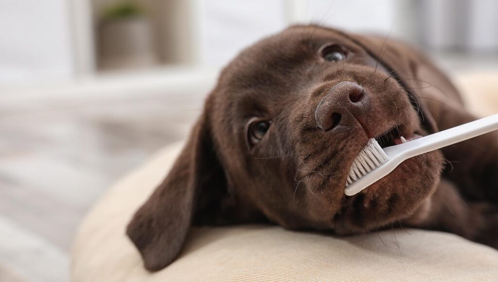 How to Brush Your Pet's Teeth article feature image