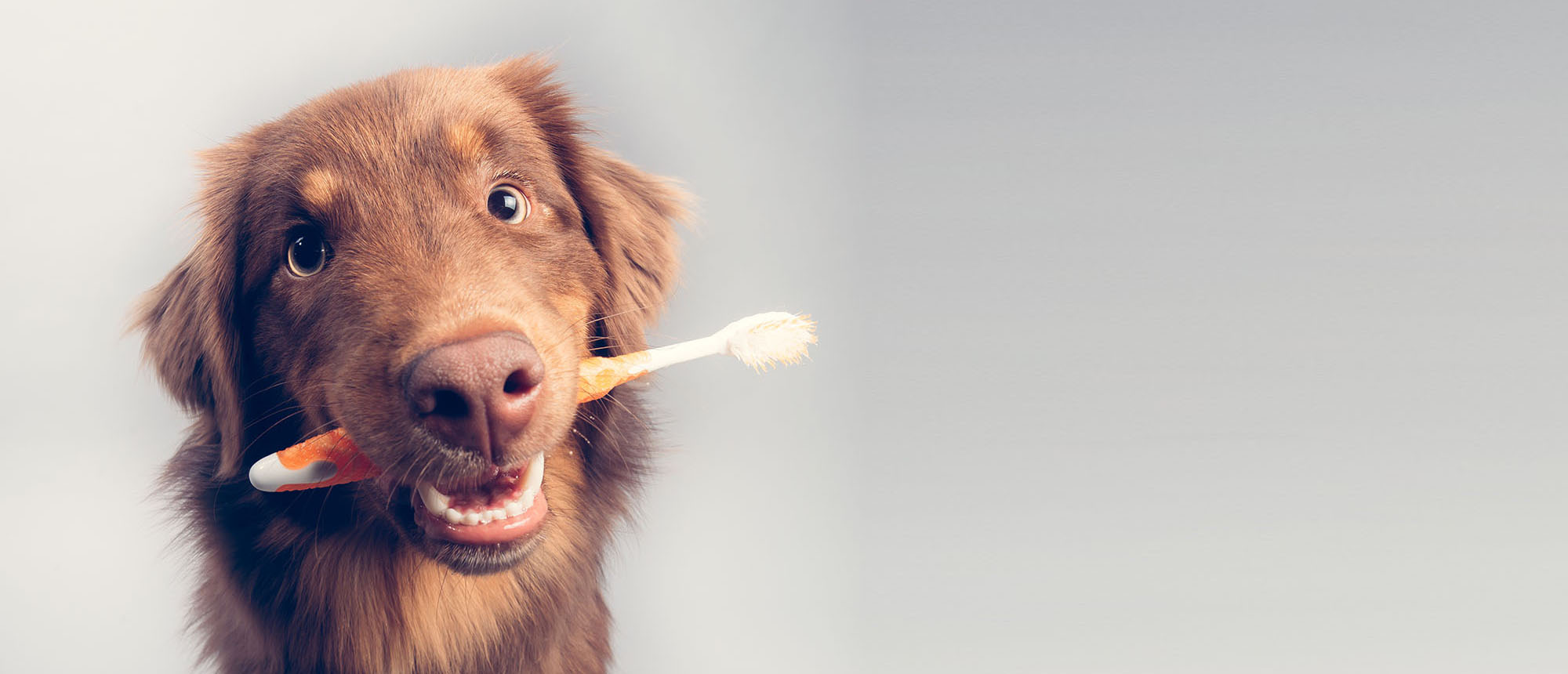 Dog with a toothbrush - Dental page feature image