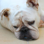 Kong Stuffing Steps (6)