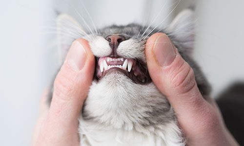 Dental Page - Cat's teeth