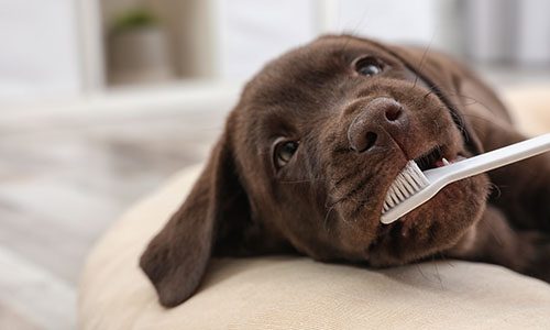 Dental Page - Puppy with a Toothbrush